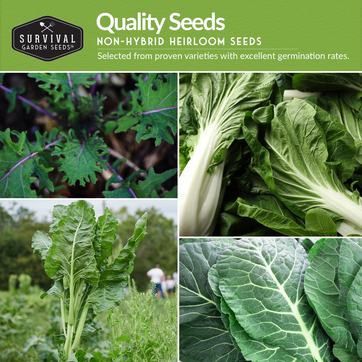 Survival Garden Seeds kale seeds for sturdy, vitamin-rich leaves.