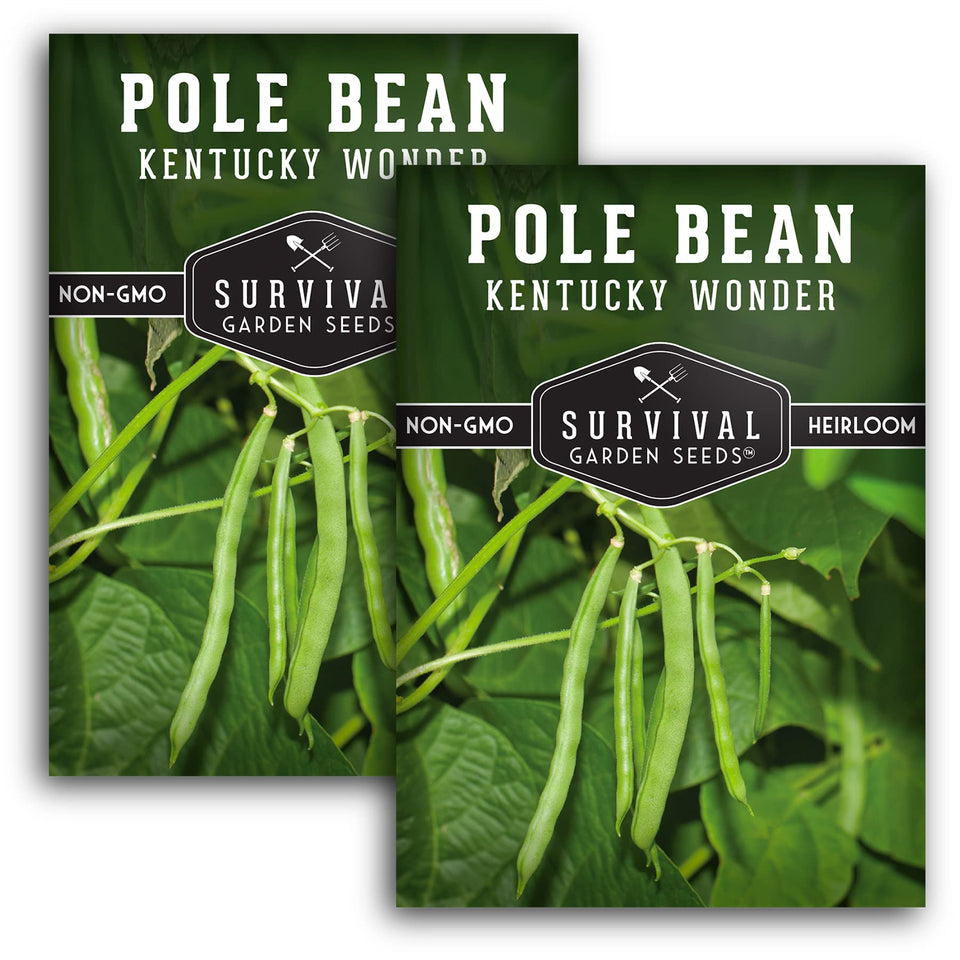 SURVIVAL GARDEN SEEDS Kentucky Wonder beans climb a trellis for vertical growing.