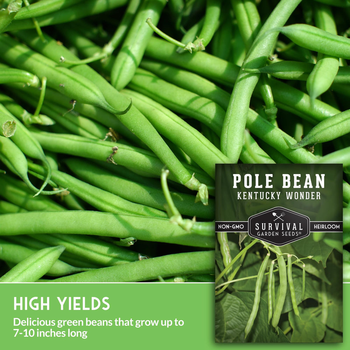 SURVIVAL GARDEN SEEDS Kentucky Wonder pods measure 6 to 8 inches for fresh eating.