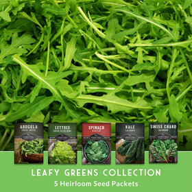 Survival Garden Seeds Lacinato kale leaves for hearty sautés and soups