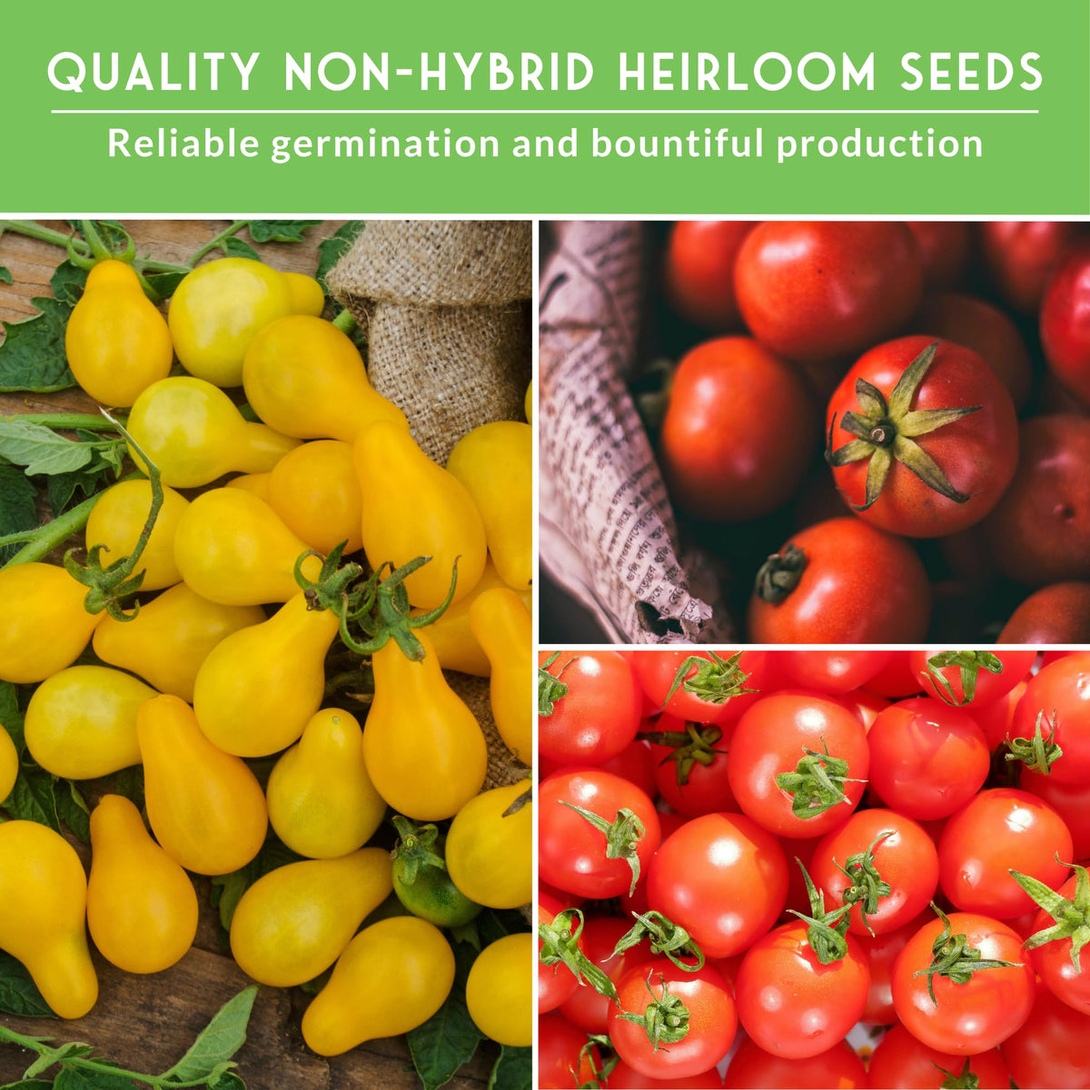 Large Red cherry tomato seeds from Survival Garden Seeds for versatile meals