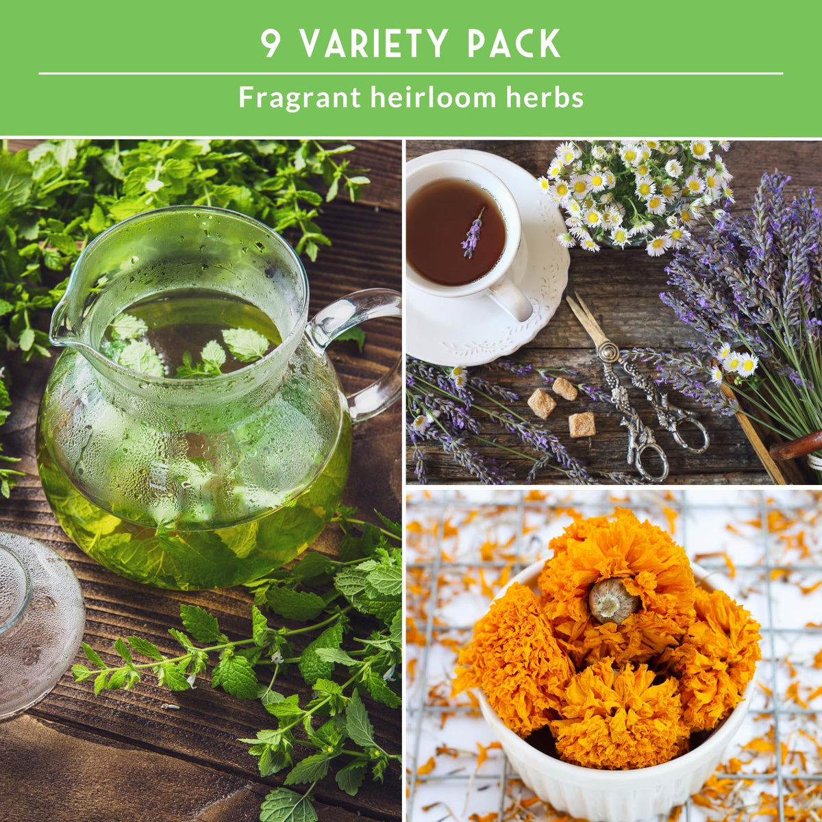 Survival Garden Seeds lavender seed pack for fragrant, relaxing tea
