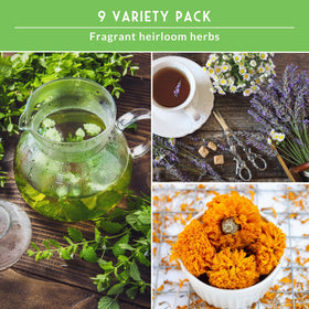 Survival Garden Seeds lavender seed pack for fragrant, relaxing tea