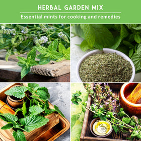 SURVIVAL GARDEN SEEDS Lemon Balm seed packet, citrus aroma ideal for containers.