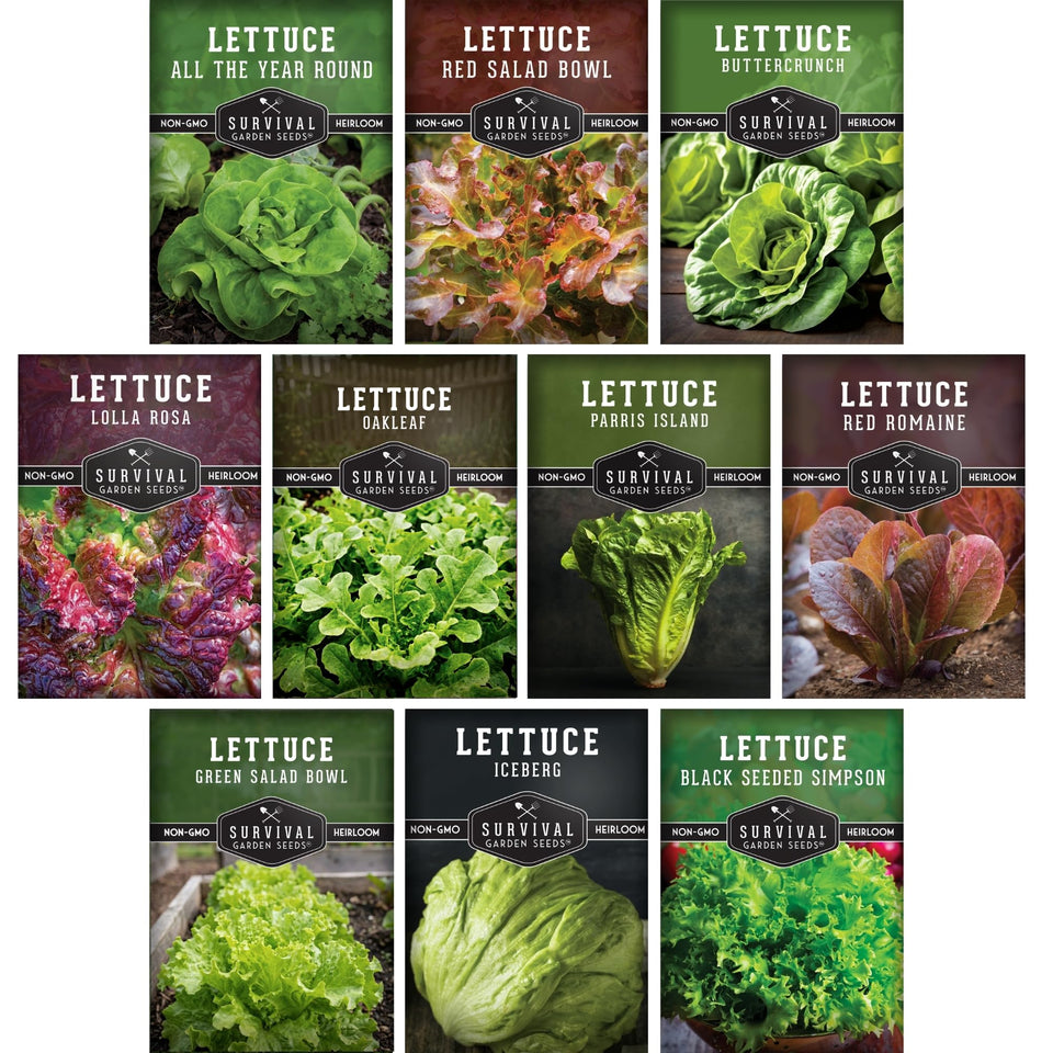 Survival Garden Seeds Buttercrunch head lettuce ideal for crisp, refreshing salads.