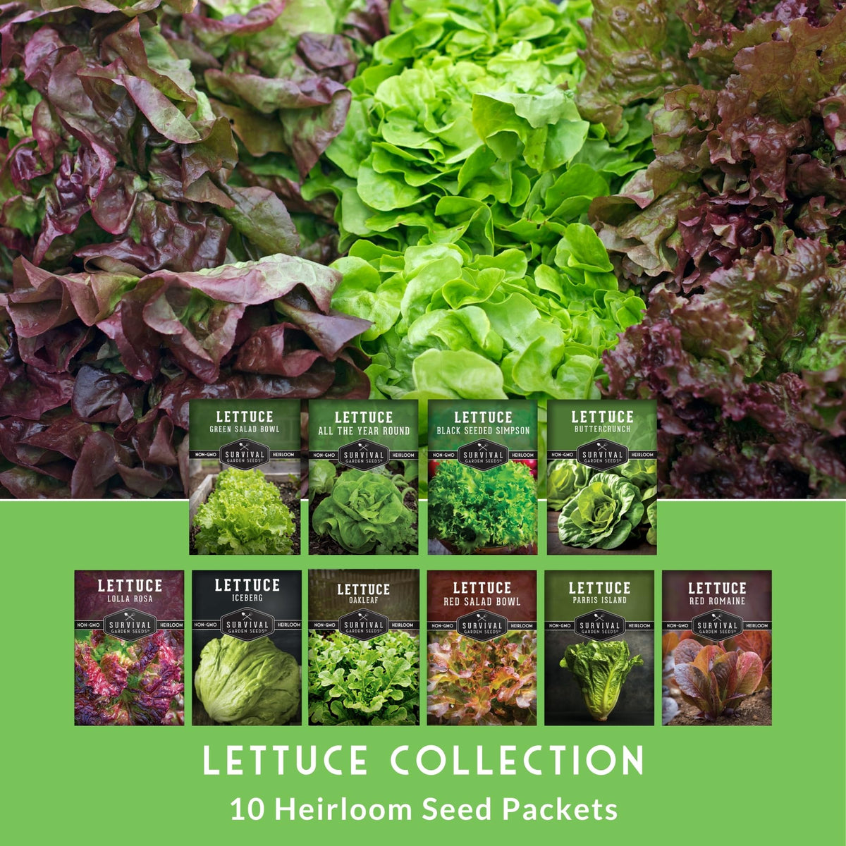 Survival Garden Seeds Iceberg lettuce for crunchy summer salads.