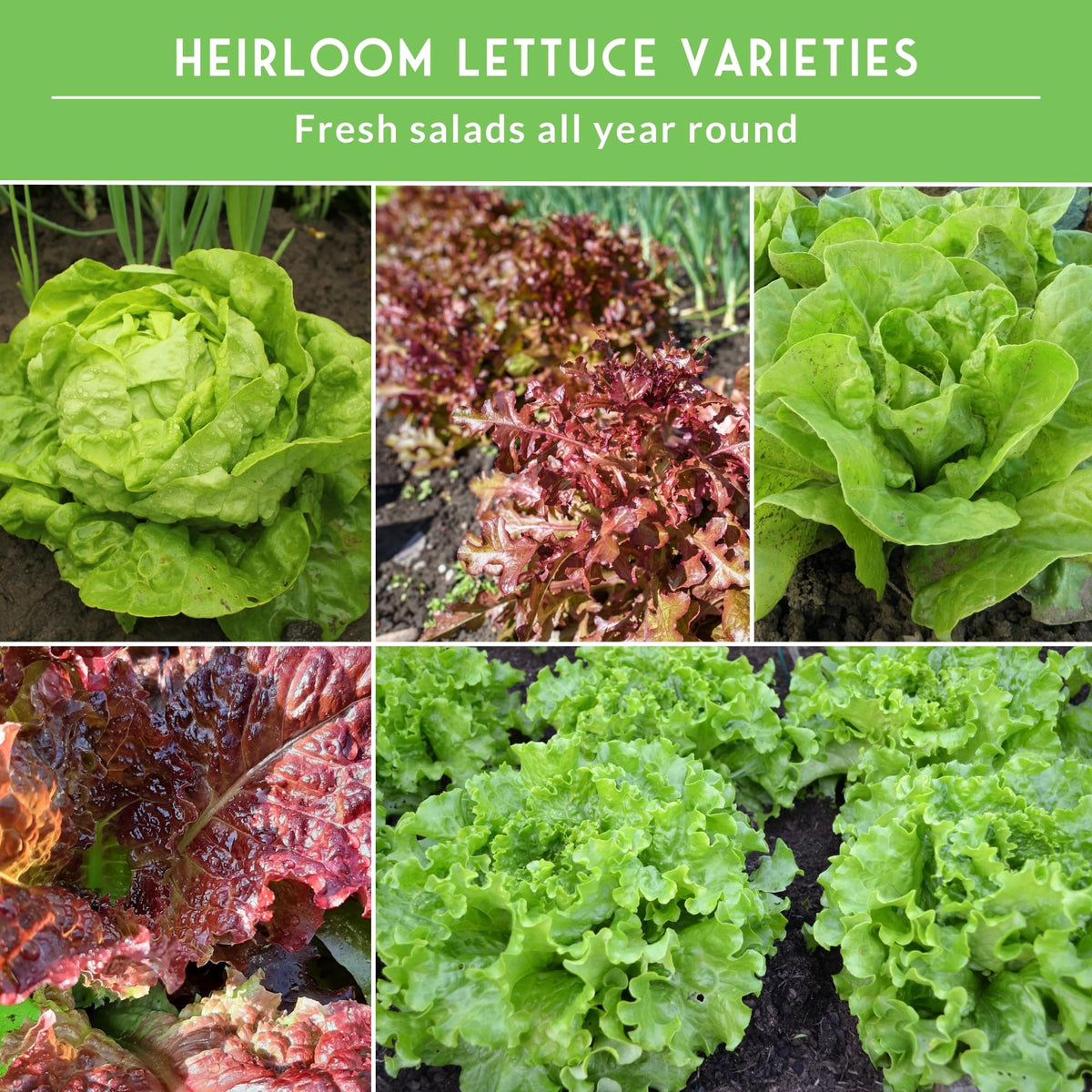 Survival Garden Seeds Lolla Rossa leaves add color and crunch.