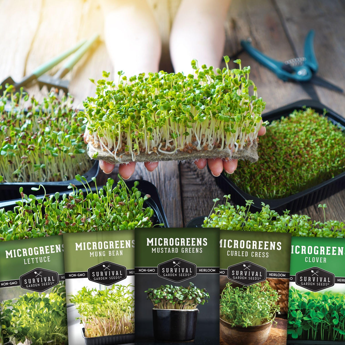 SURVIVAL GARDEN SEEDS lettuce microgreens seeds great for vibrant sandwich toppers