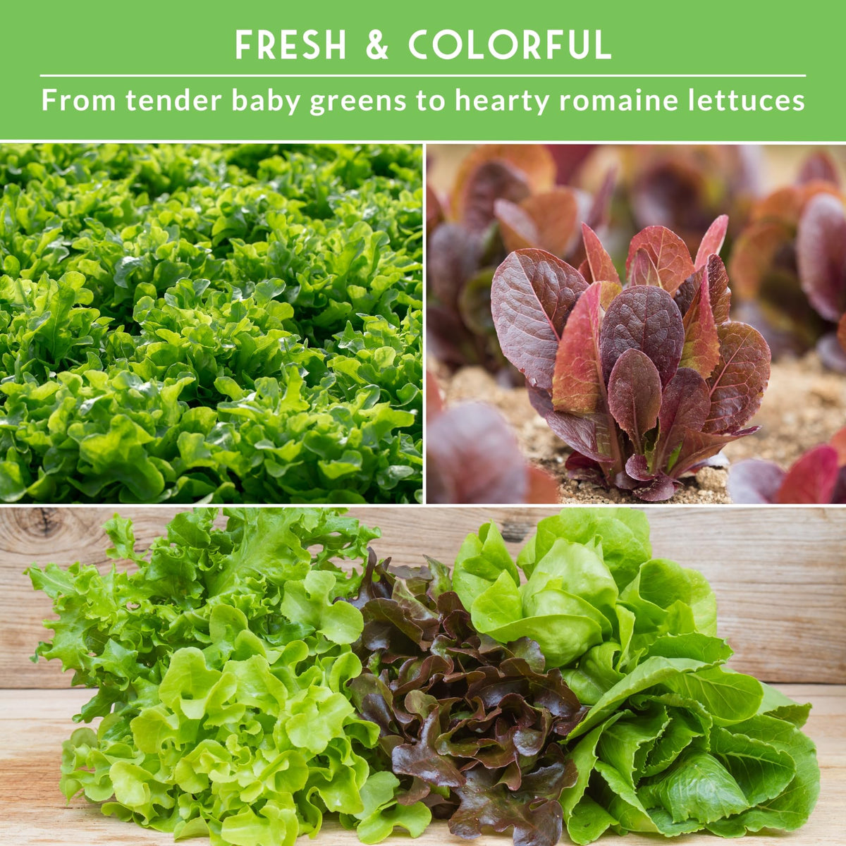 Survival Garden Seeds Oakleaf lettuce with tender, frilly leaves for bowls.