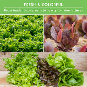 Survival Garden Seeds Oakleaf lettuce with tender, frilly leaves for bowls.