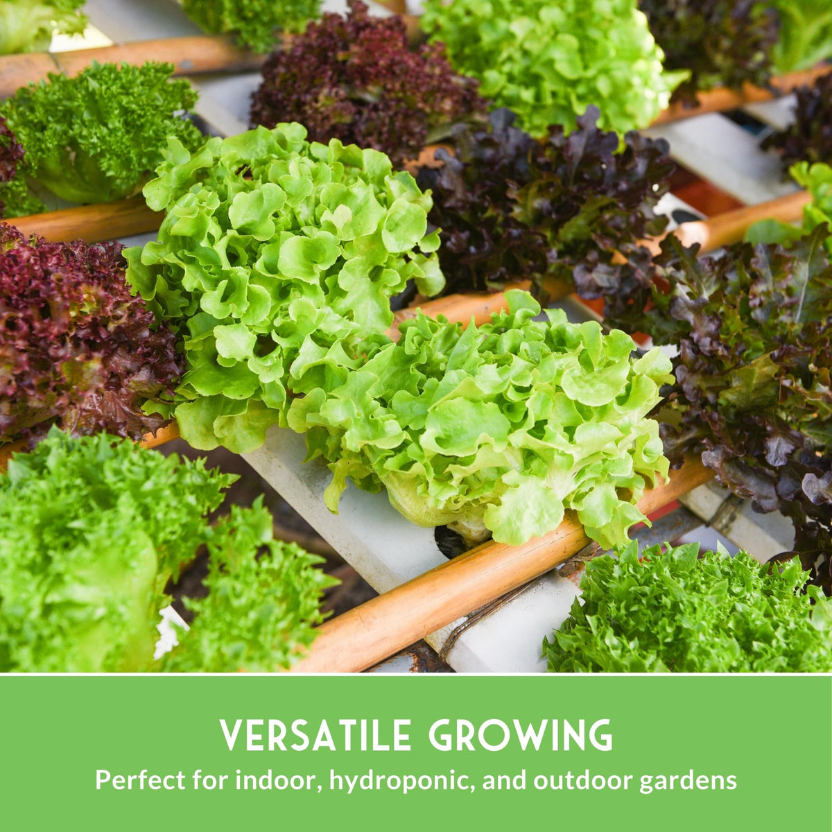 Survival Garden Seeds Parris Island Romaine for sturdy, flavorful hearts.