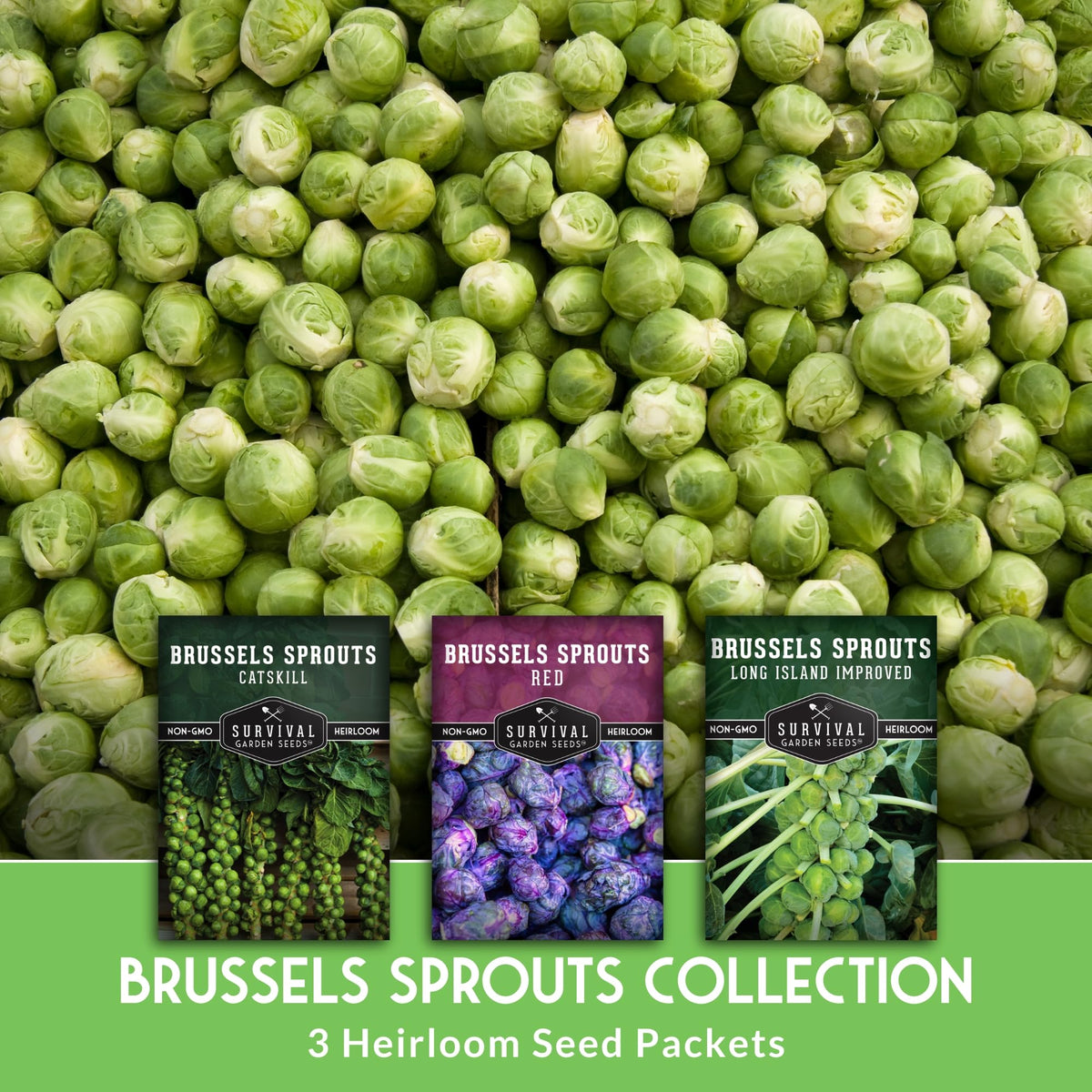 SURVIVAL GARDEN SEEDS long island improved Brussels sprouts seeds pack for compact growth