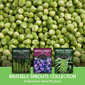 SURVIVAL GARDEN SEEDS long island improved Brussels sprouts seeds pack for compact growth