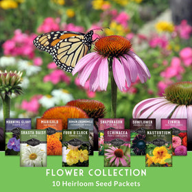 SURVIVAL GARDEN SEEDS Marigold seeds bring bright color to borders and containers