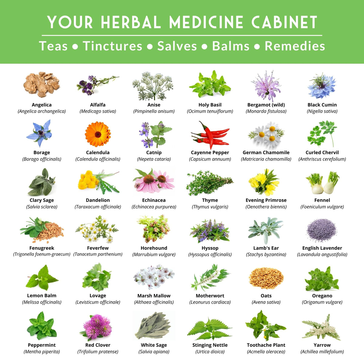 Survival Garden Seeds image 3 displays lavender and calendula colors for sensory gardens.