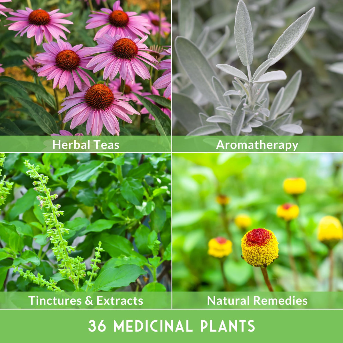 Survival Garden Seeds image 5 showcases rare herbalist plants for collection.