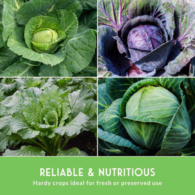 Survival Garden Seeds Michihili Napa cabbage seeds for stir-fries and crunchy toppings.