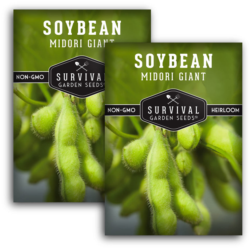 Survival Garden Seeds Midori Giant soybean plants thriving in a home garden.