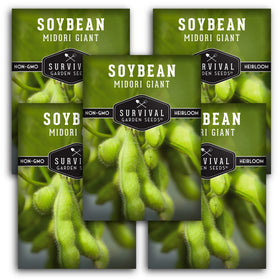 Survival Garden Seeds Midori Giant soybean pods harvest ready for edamame