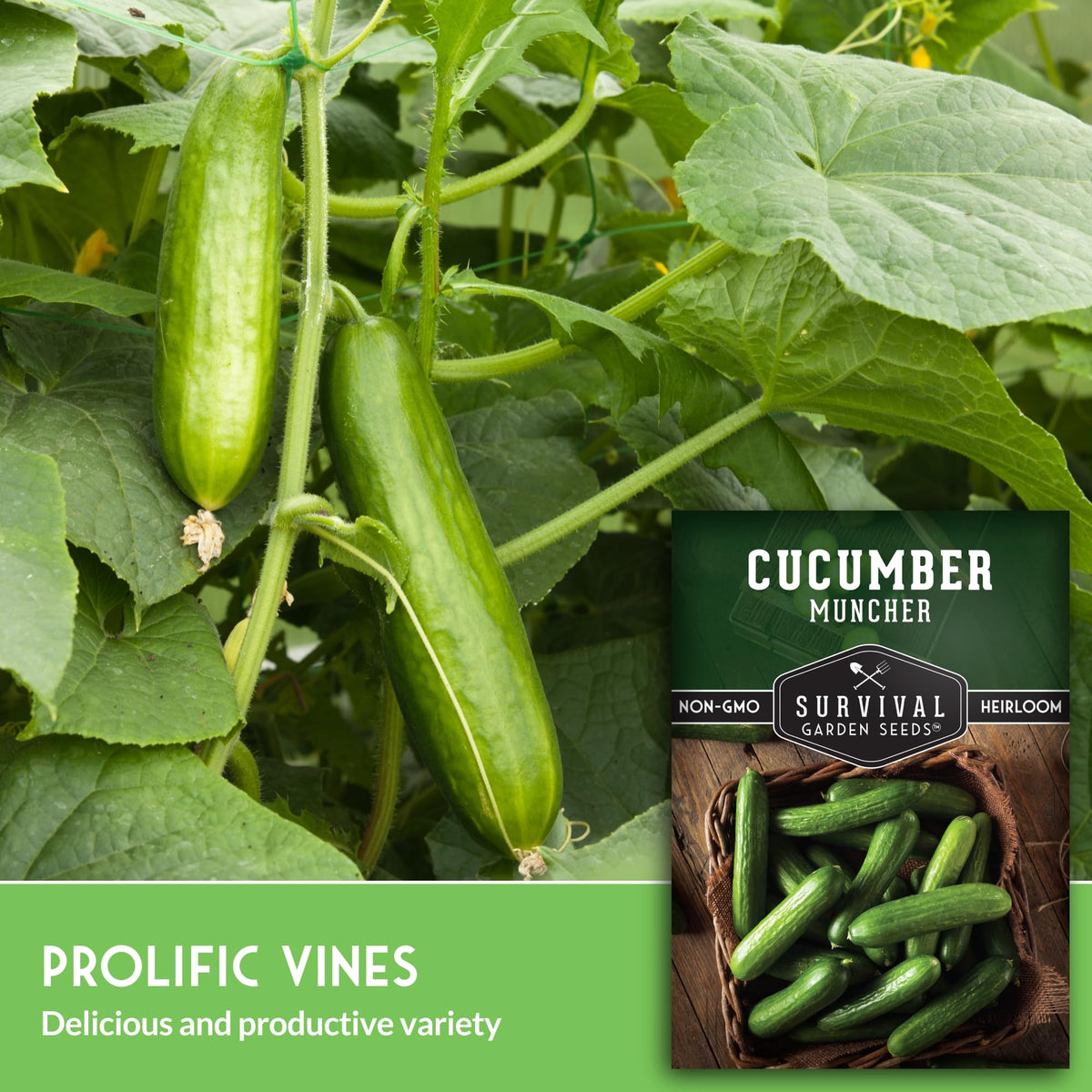 SURVIVAL GARDEN SEEDS Muncher cucumber seeds for baby cucumbers with crisp, tender texture