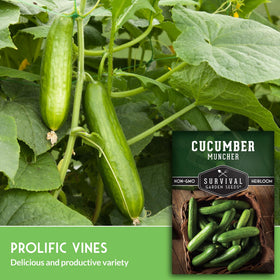 SURVIVAL GARDEN SEEDS Muncher cucumber seeds for baby cucumbers with crisp, tender texture