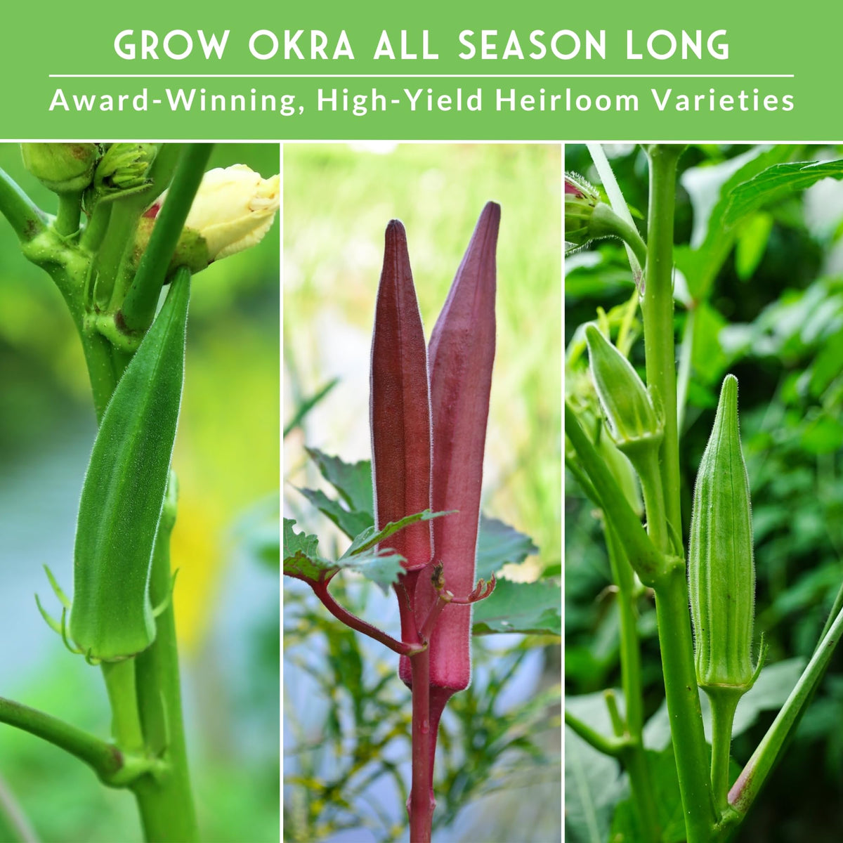 SURVIVAL GARDEN SEEDS okra pods on the plant, ready for picking in warm summers.