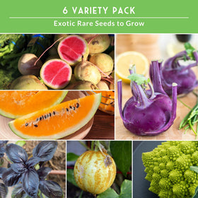 Survival Garden Seeds opal basil seeds for fragrant culinary use.