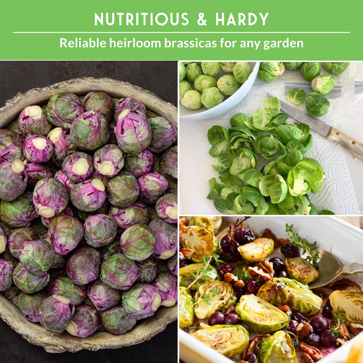 SURVIVAL GARDEN SEEDS open-pollinated Brussels sprouts seed pack