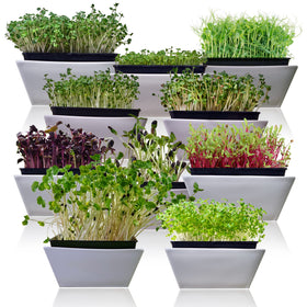 Survival Garden Seeds pea microgreen seed for crisp greens.