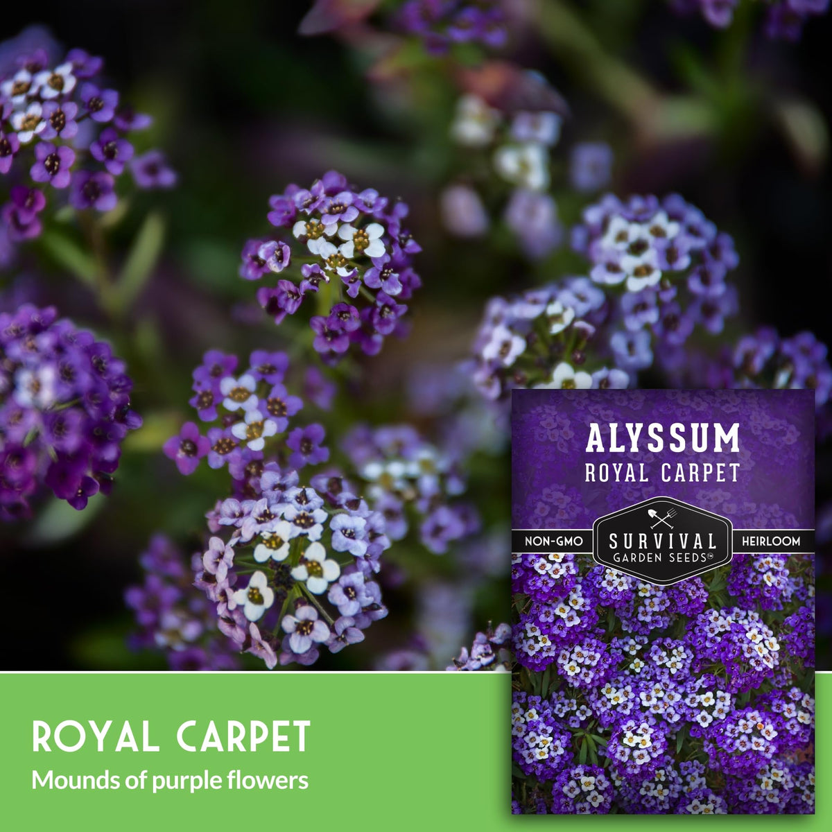 Survival Garden Seeds perennial alyssum provides year-round color