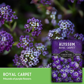 Survival Garden Seeds perennial alyssum provides year-round color