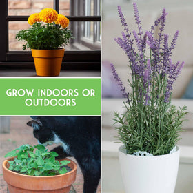 SURVIVAL GARDEN SEEDS basil seeds yield fragrant leaves for cooking.