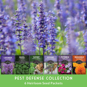 SURVIVAL GARDEN SEEDS catnip seeds attract pollinators and please pets.