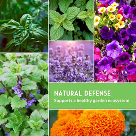 SURVIVAL GARDEN SEEDS petunia seeds produce lush, long-lasting blooms.