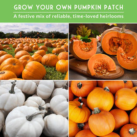 SURVIVAL GARDEN SEEDS pie-ready pumpkin varieties for delicious fillings.