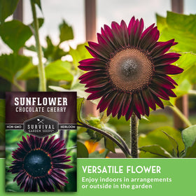 SURVIVAL GARDEN SEEDS annual sunflower reaches 6-7 feet, ideal for borders and containers.