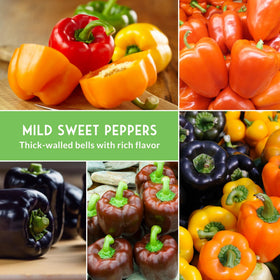 SURVIVAL GARDEN SEEDS purple beauty pepper fruit, adds visual appeal to salads