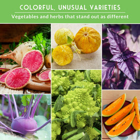 Survival Garden Seeds purple Vienna Kohlrabi seeds for compact, crunchy harvest.