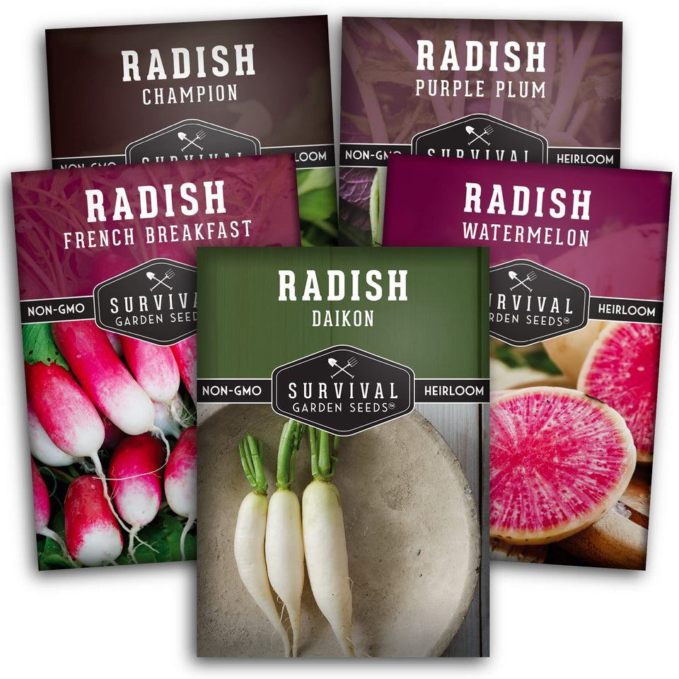 Survival Garden Seeds Daikon radish packet; ideal for quick spring harvest.