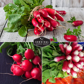 Survival Garden Seeds French Breakfast radish packet; tender crunch for sandwiches.
