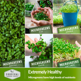 Survival Garden Seeds radish microgreen seed for peppery garnish.