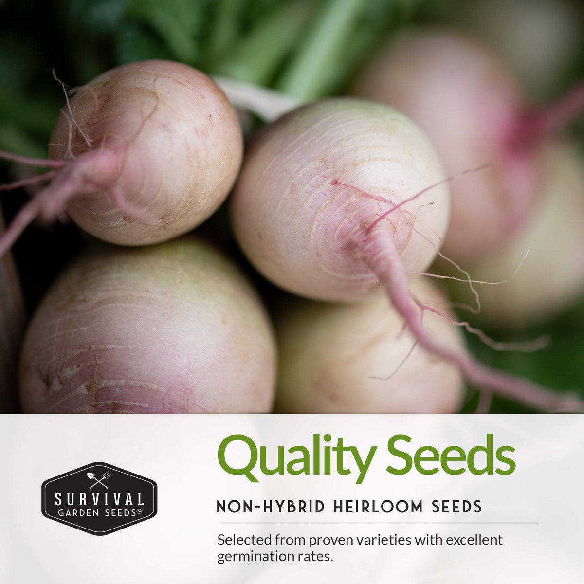 Survival Garden Seeds Purple Plum radish packet; colorful roots for vibrant plates.