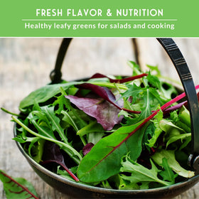 Survival Garden Seeds rainbow Swiss chard for colorful sautéed side dishes