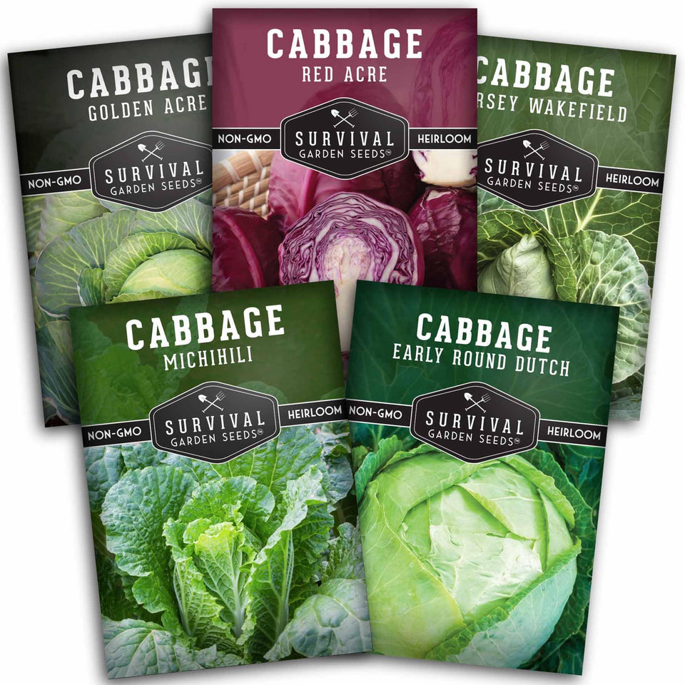 Survival Garden Seeds Red Acre cabbage seeds for home gardening and fresh coleslaw prep.