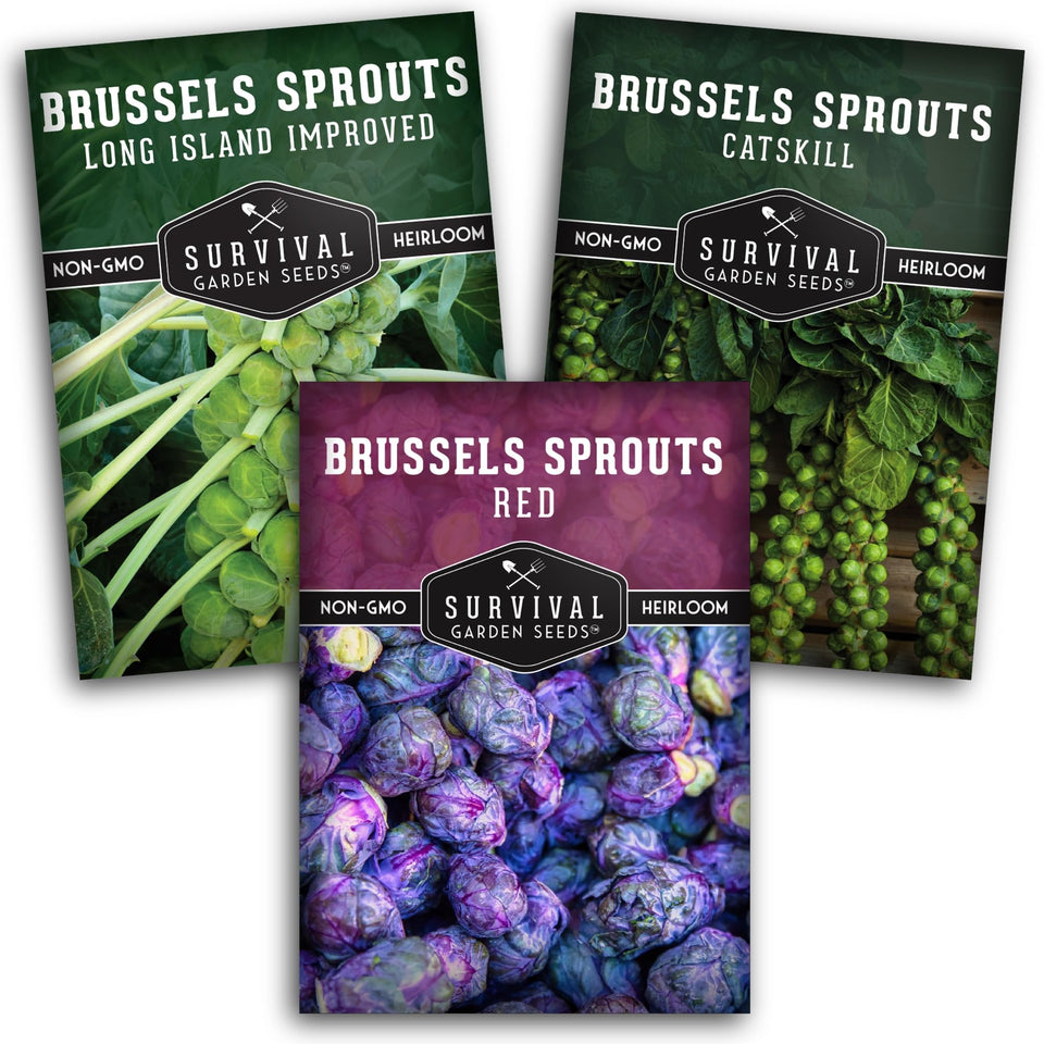 SURVIVAL GARDEN SEEDS red Brussels sprouts seeds pack for vibrant harvests