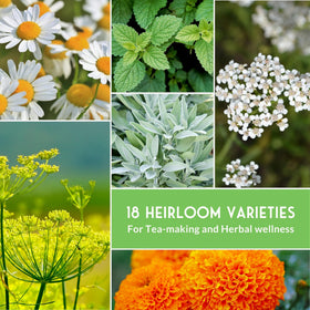 SURVIVAL GARDEN SEEDS Roman Chamomile seeds ideal for soothing infusions and home apothecary.