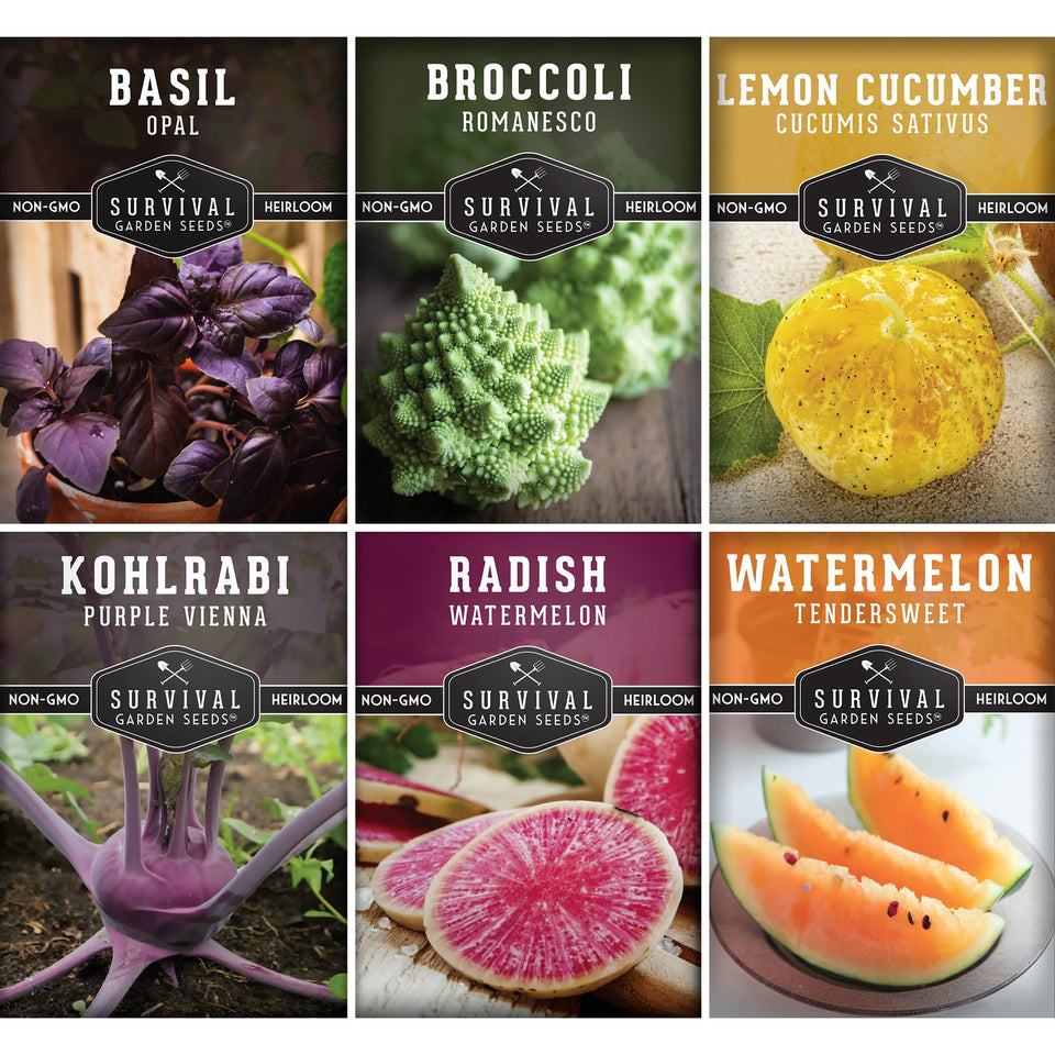 Survival Garden Seeds romanesco broccoli seeds for vibrant home garden harvest.