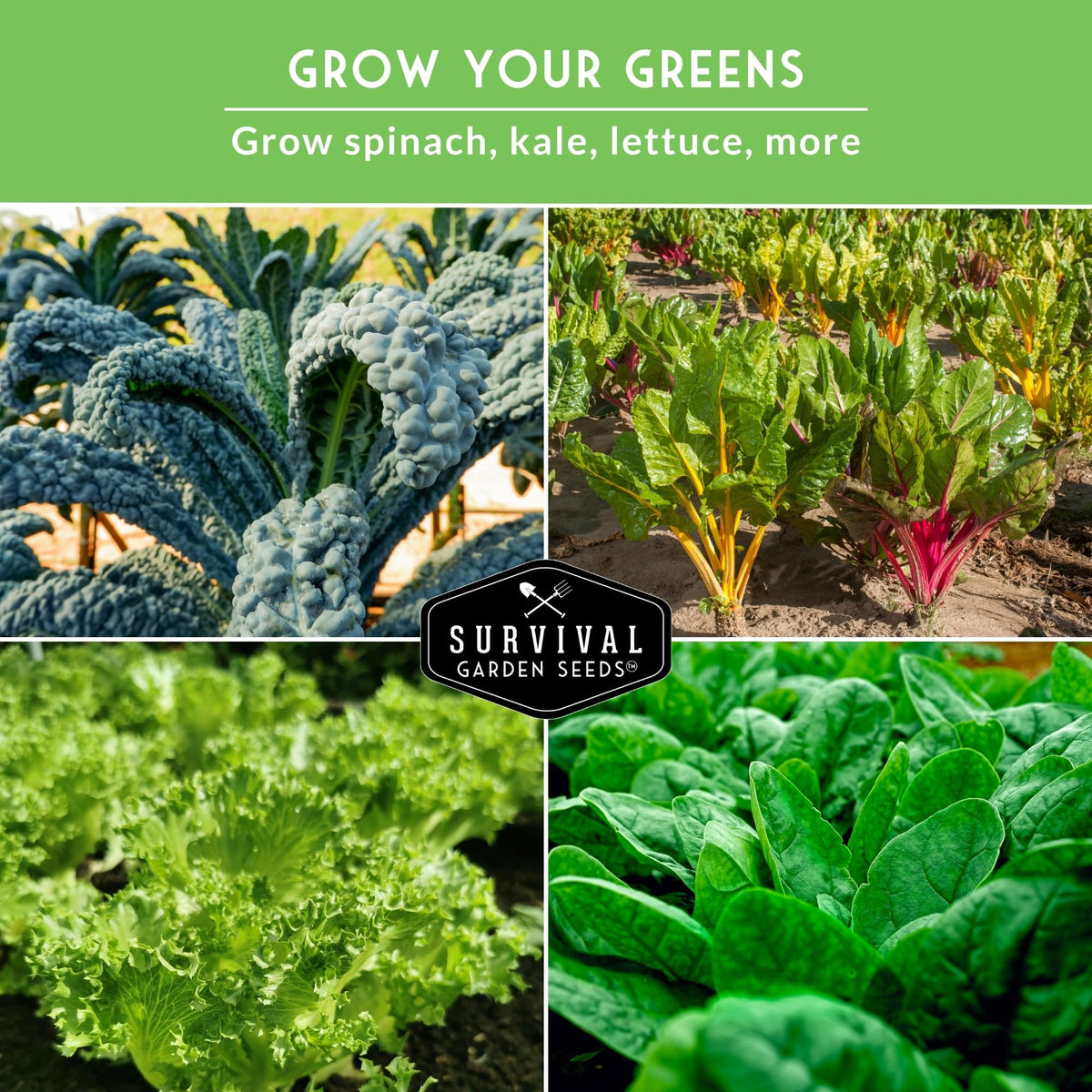 Survival Garden Seeds Salad Bowl lettuce for crisp, versatile garden salads