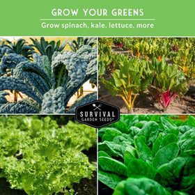 Survival Garden Seeds Salad Bowl lettuce for crisp, versatile garden salads