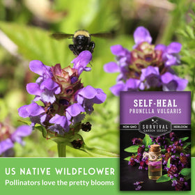 SURVIVAL GARDEN SEEDS Self-Heal ground-cover forms a low, attractive carpet.